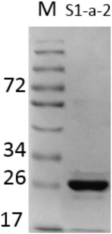 Novel 7alpha-hydroxysteroid dehydrogenase gene S1-a-2