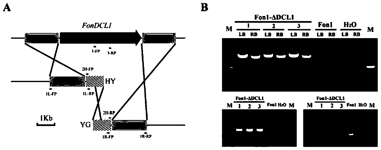 Fondcl1 gene deletion mutant of watermelon Fusarium wilt RNAi component and its construction method