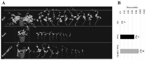 Fondcl1 gene deletion mutant of watermelon Fusarium wilt RNAi component and its construction method