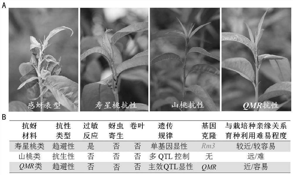 Molecular marker closely linked with myzus persicae resistance character of cultivar source, primer, application and variety breeding method