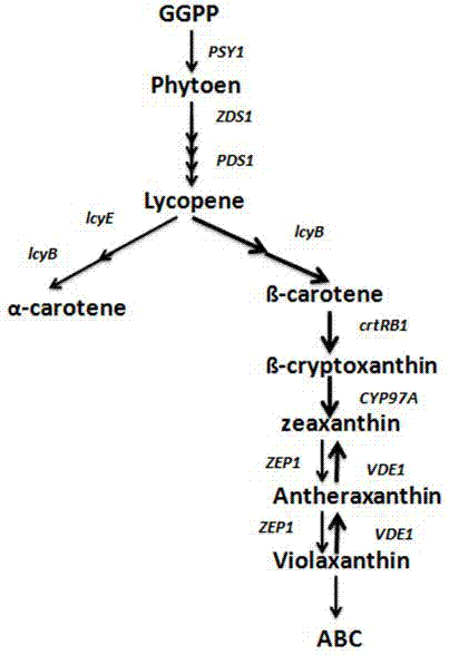 Method for analyzing metabolism regulation mechanism of carotenoid in maize grains based on dynamic correlation between co-expression patterns of gene pairs