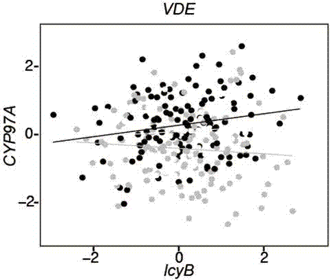 Method for analyzing metabolism regulation mechanism of carotenoid in maize grains based on dynamic correlation between co-expression patterns of gene pairs