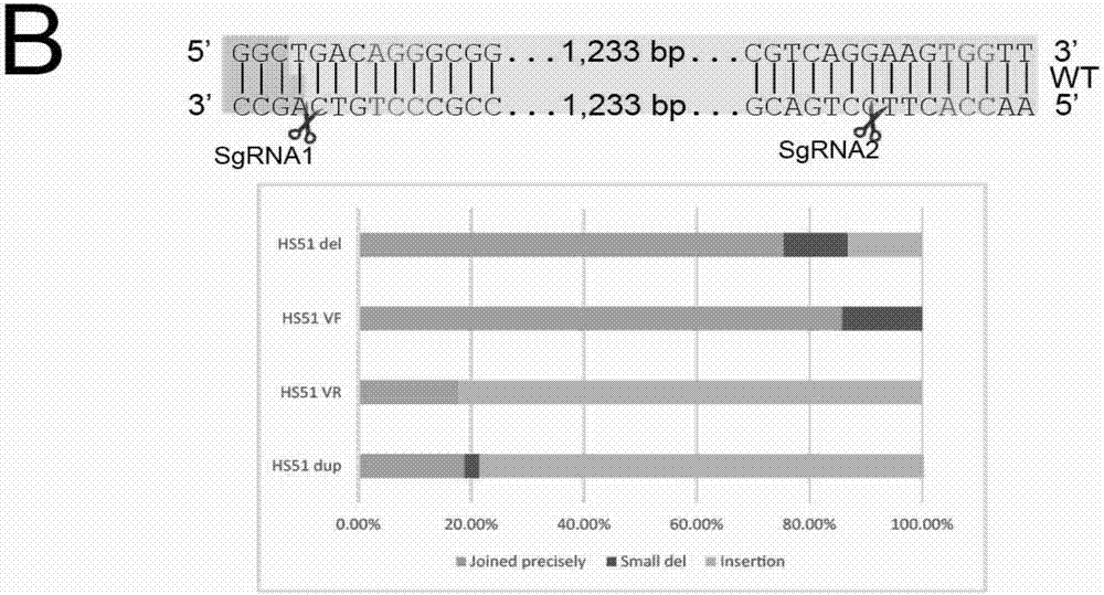 Cas9 nuclease K918A and application thereof