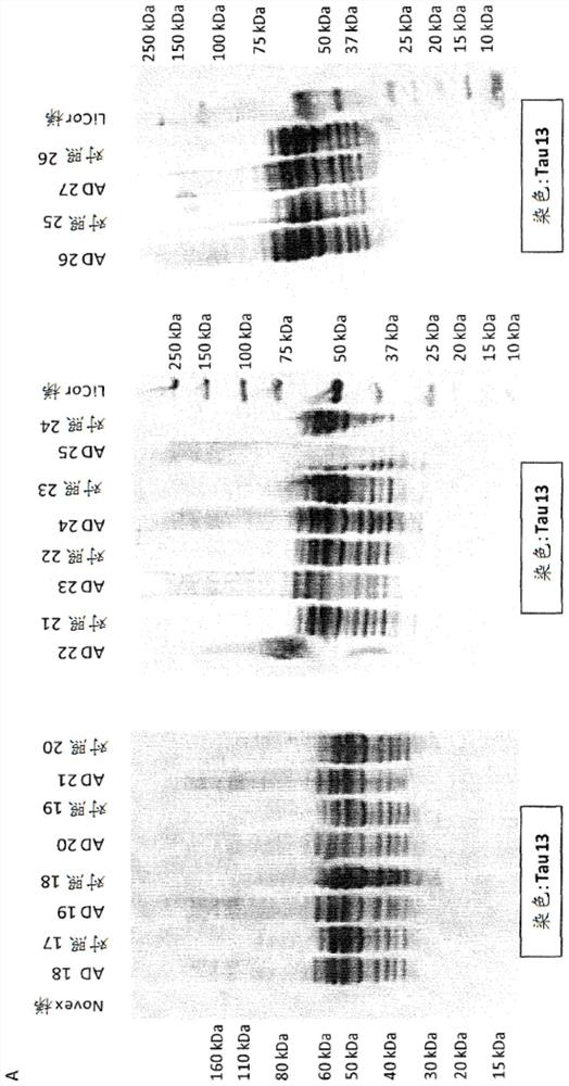 Phospho-specific antibody that recognizes tau