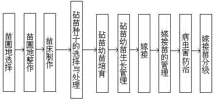 Cultivation method of milk jujube grafted seedlings