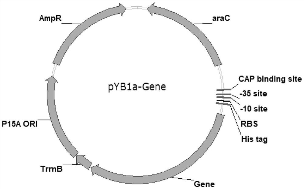 Recombinant escherichia coli for producing L-glutamine and construction method and application thereof