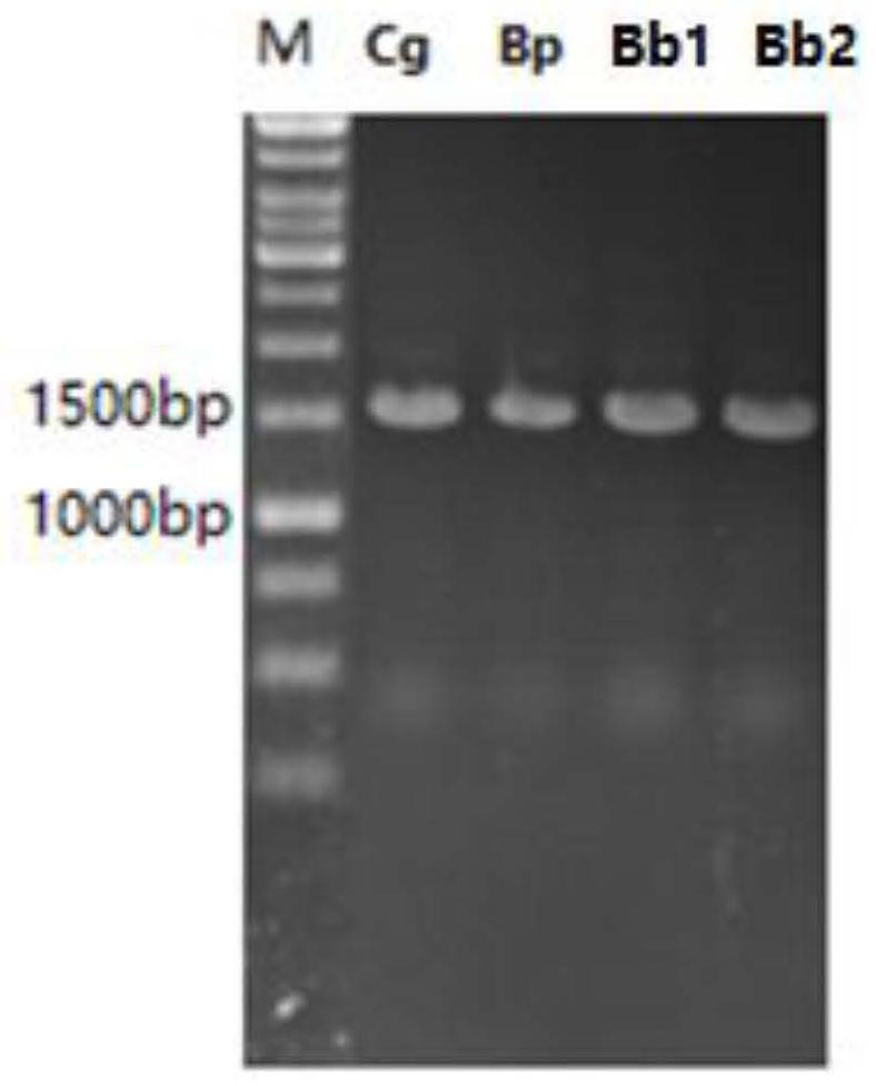 Recombinant escherichia coli for producing L-glutamine and construction method and application thereof