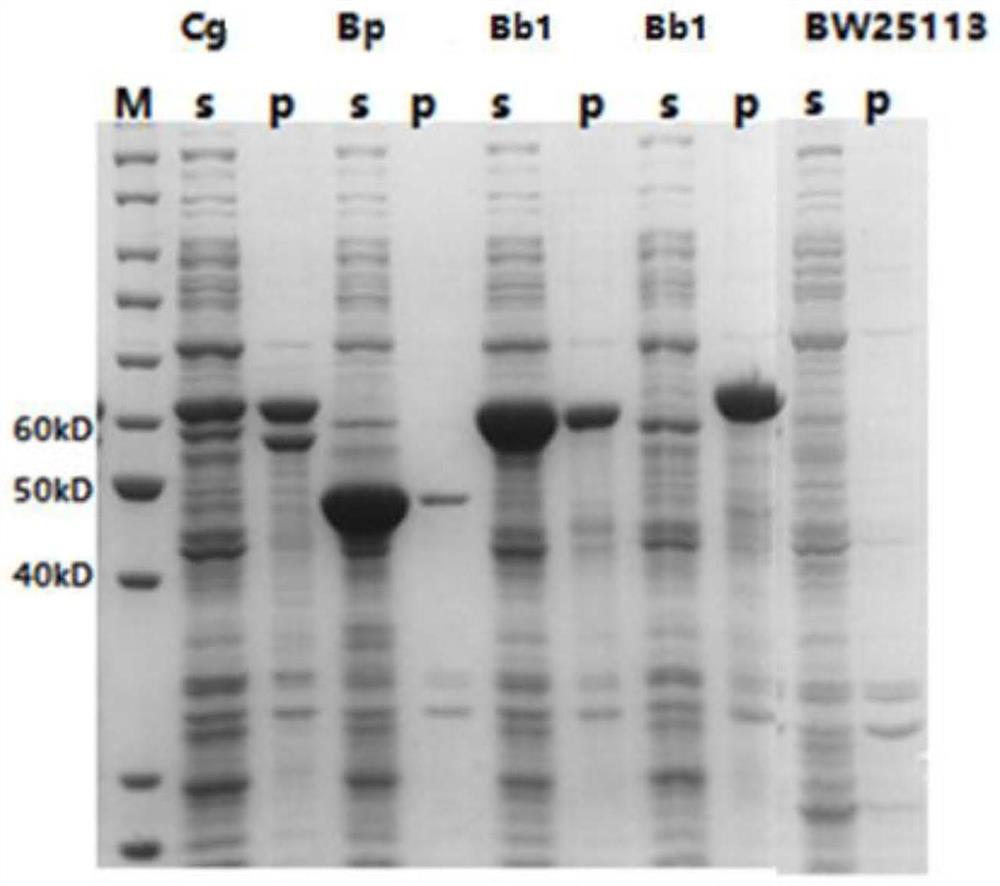 Recombinant escherichia coli for producing L-glutamine and construction method and application thereof