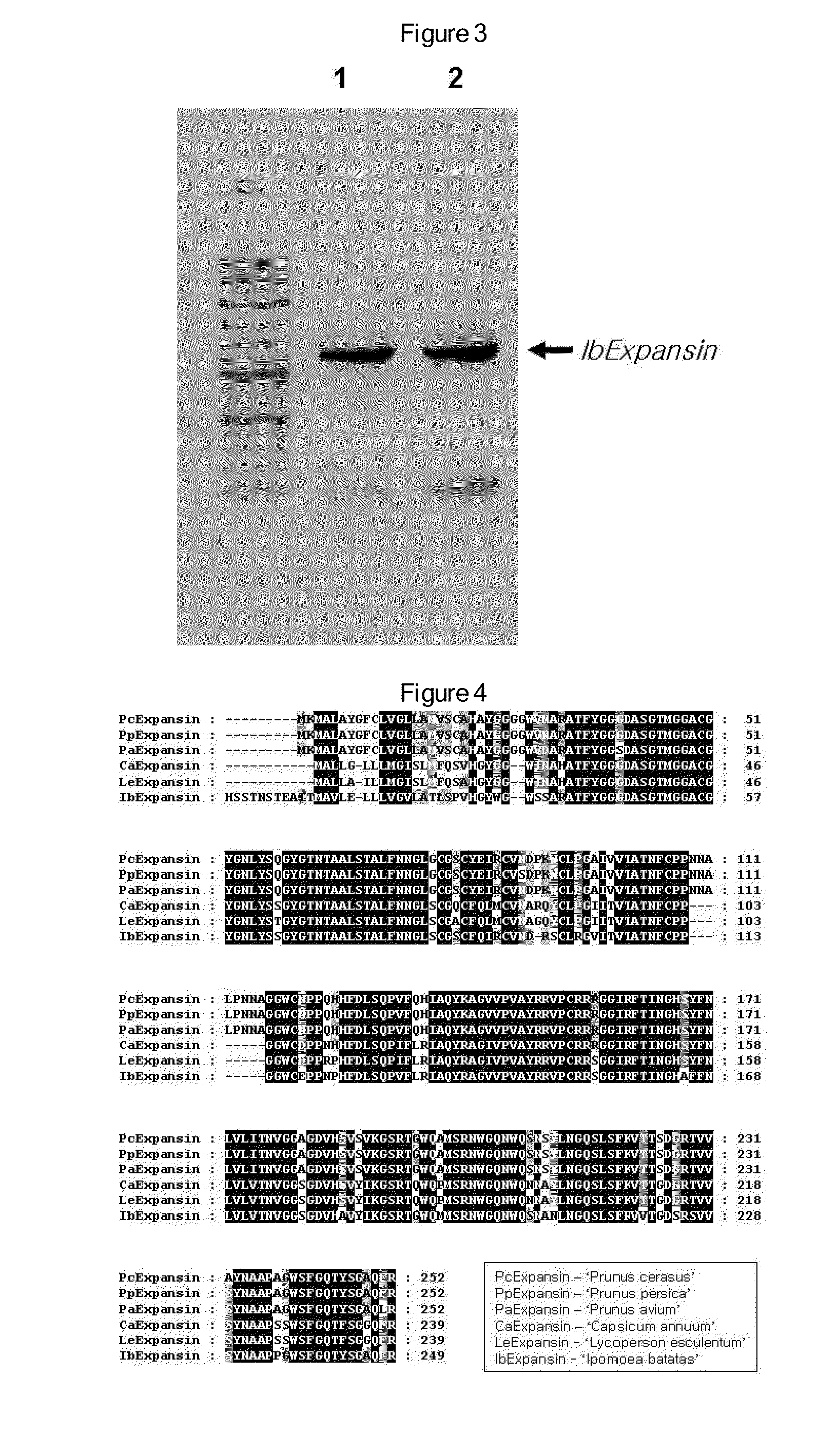 Antisense DNA of Sweetpotato Expansin cDNA and Method For Increasing Storage Root Yield Using The Same