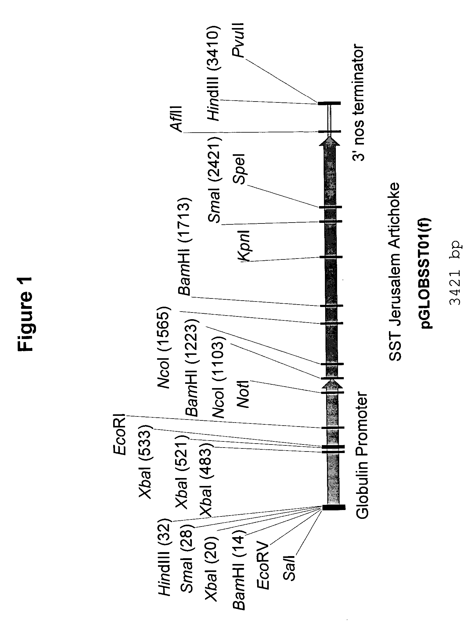 Product of novel fructose polymers in embryos of transgenic plants