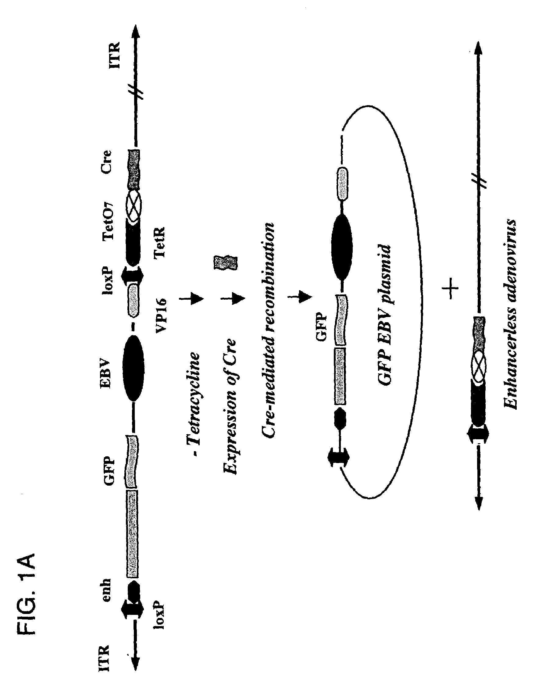 Self-rearranging DNA vectors