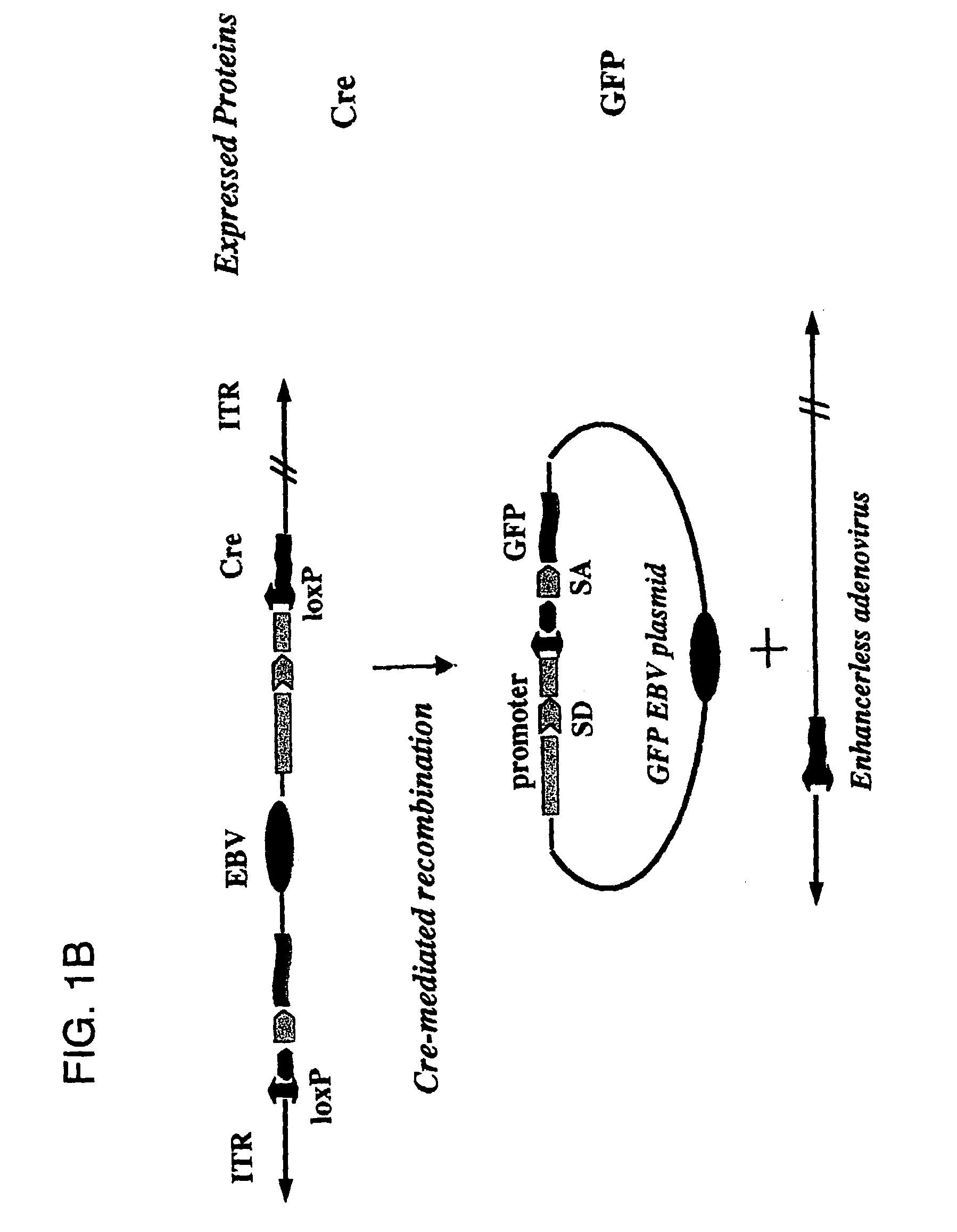 Self-rearranging DNA vectors