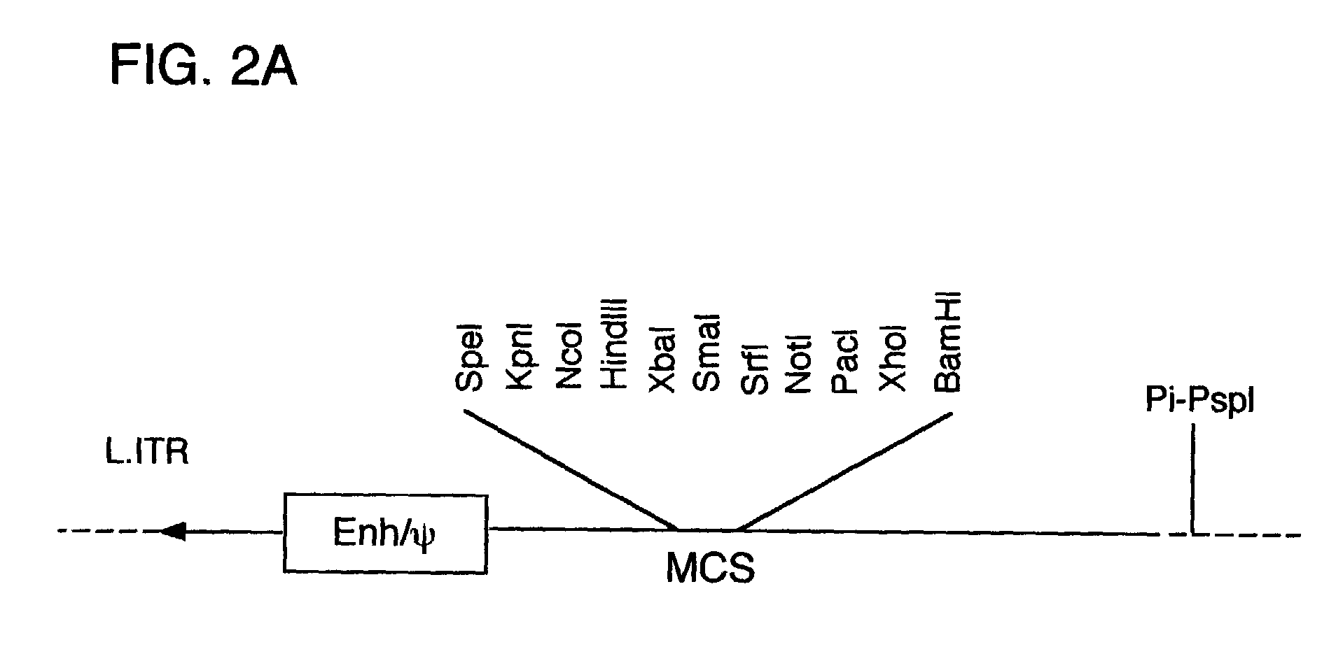 Self-rearranging DNA vectors