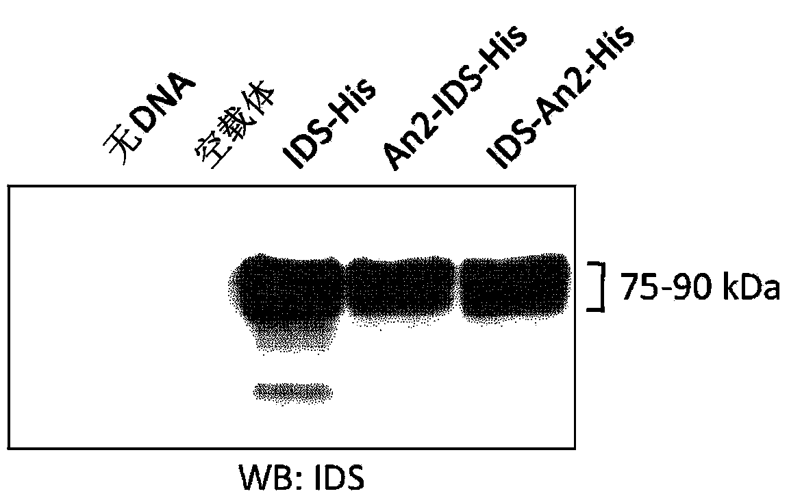 Targeted lysosomal enzyme compounds