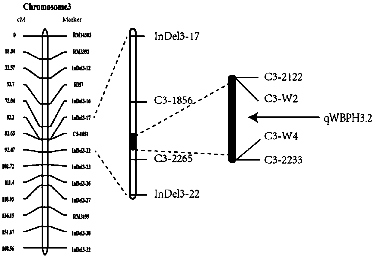 Molecular markers of rice sogatella furcifera resistant gene qWBPH3.2 and application of molecular markers