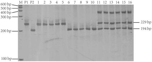 Molecular markers of rice sogatella furcifera resistant gene qWBPH3.2 and application of molecular markers