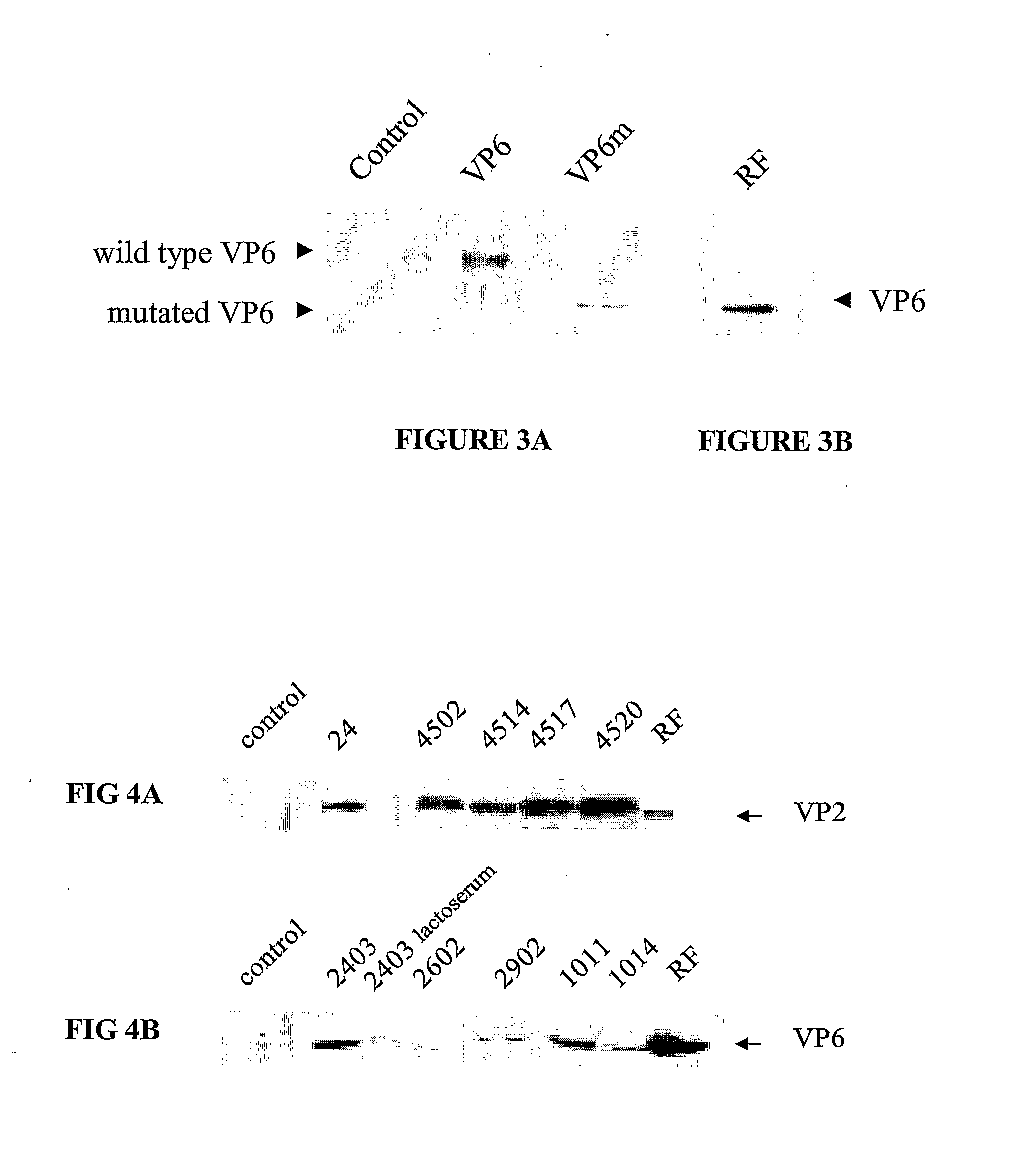 Preparation of recombinant rotavirus proteins in milk of transgenic non-human mammals