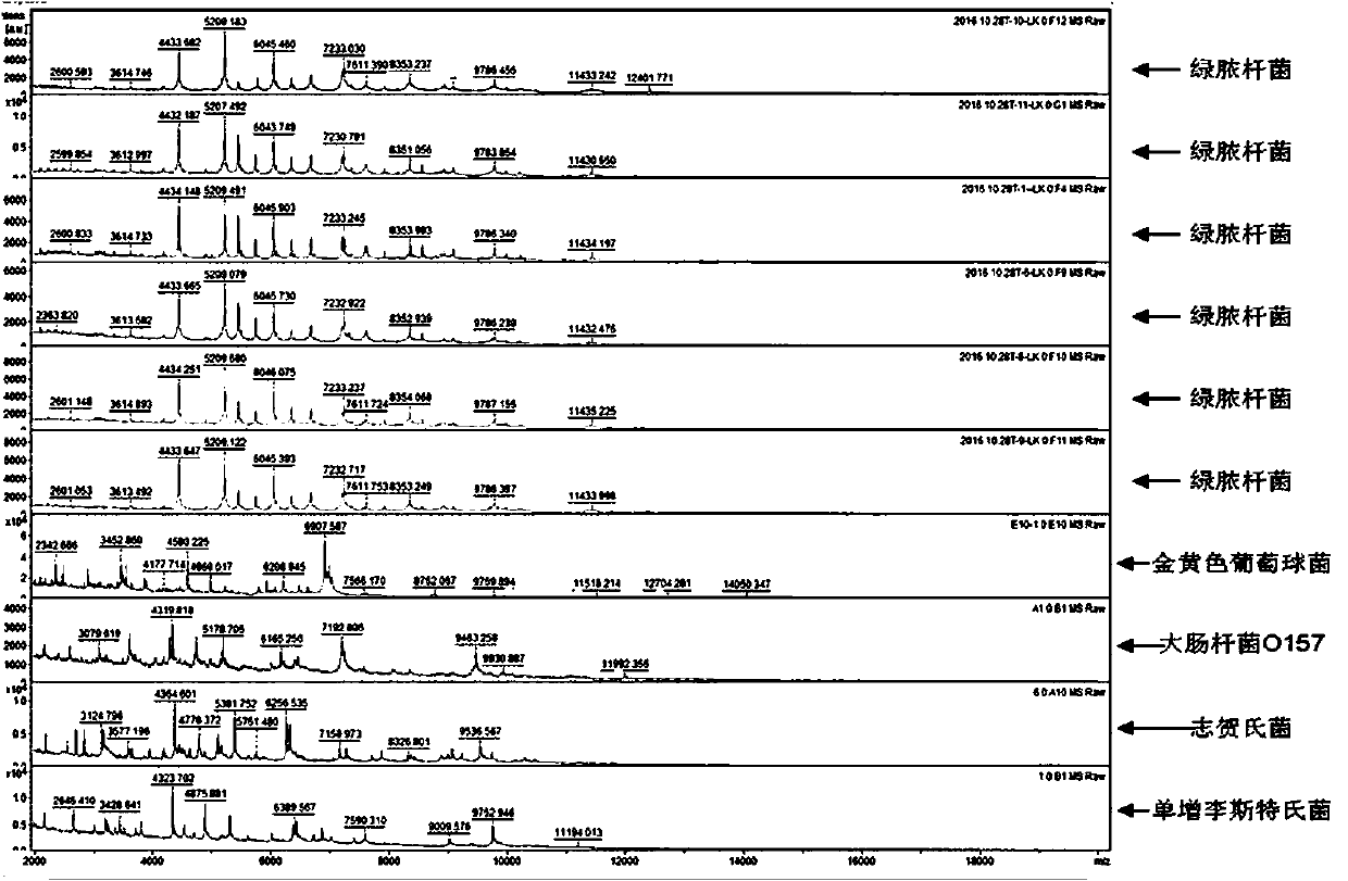 A method for rapid detection of Pseudomonas aeruginosa in textiles