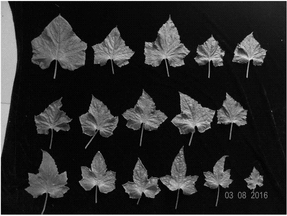 Maple-leaf-type cucumber plant