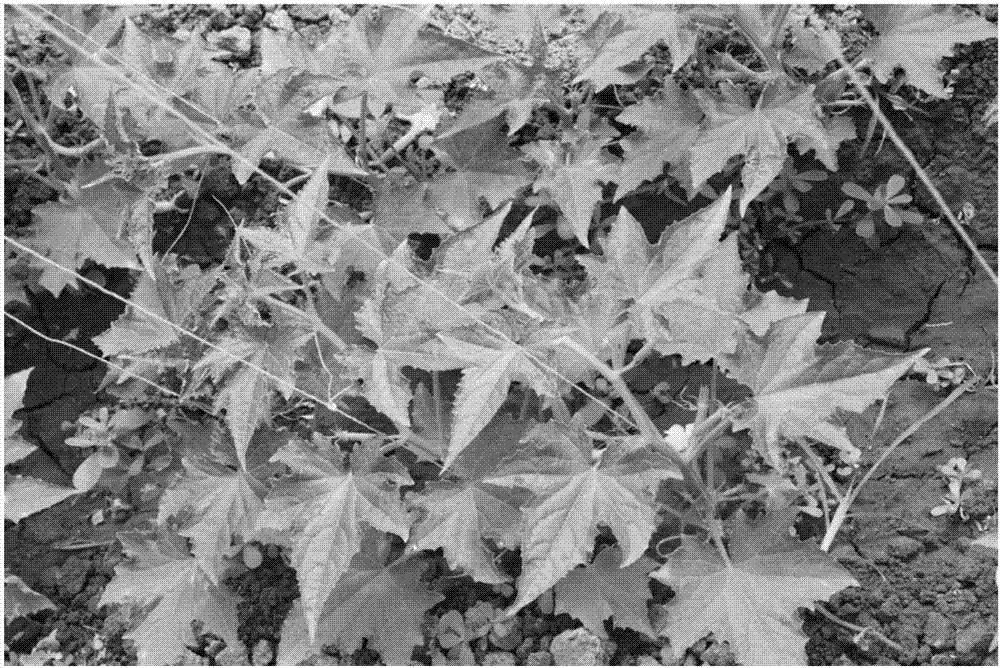 Maple-leaf-type cucumber plant