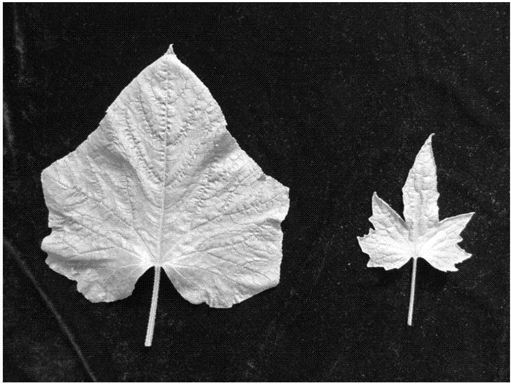 Maple-leaf-type cucumber plant