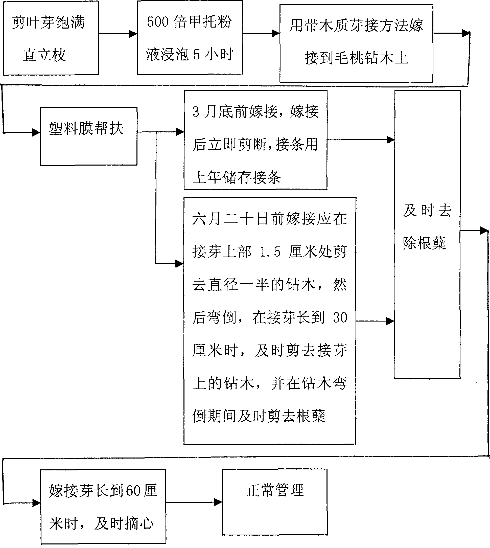 Method for breeding good peach variety with sport deviation