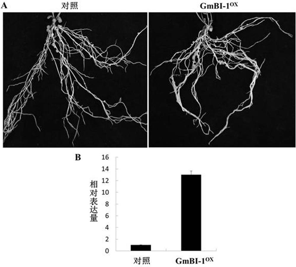 Soybean bi-1 gene and its application