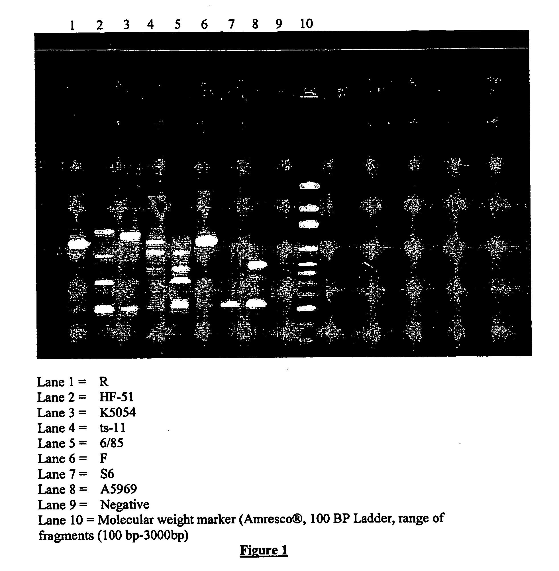 Mycoplasma gallisepticum formulation