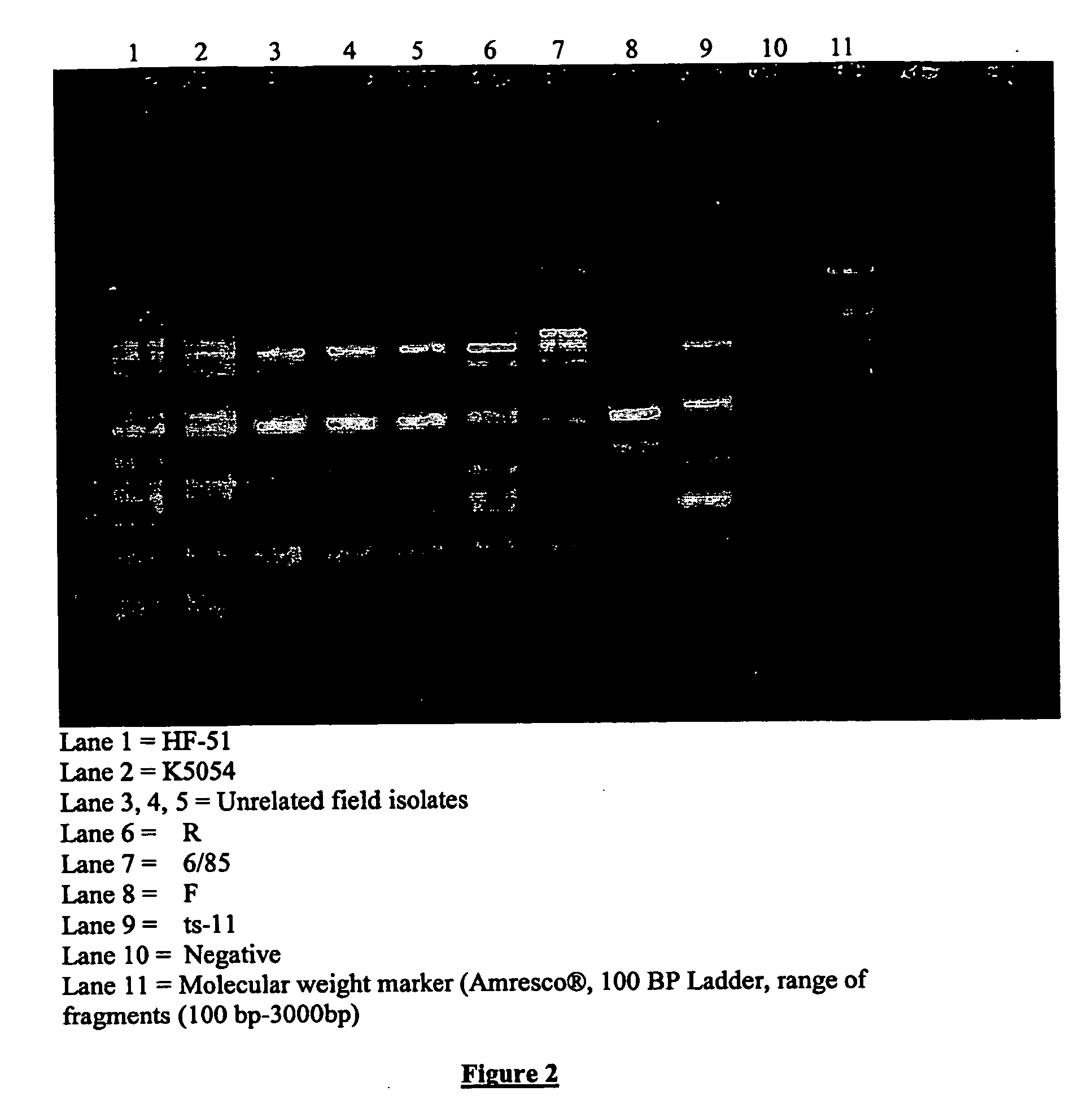 Mycoplasma gallisepticum formulation