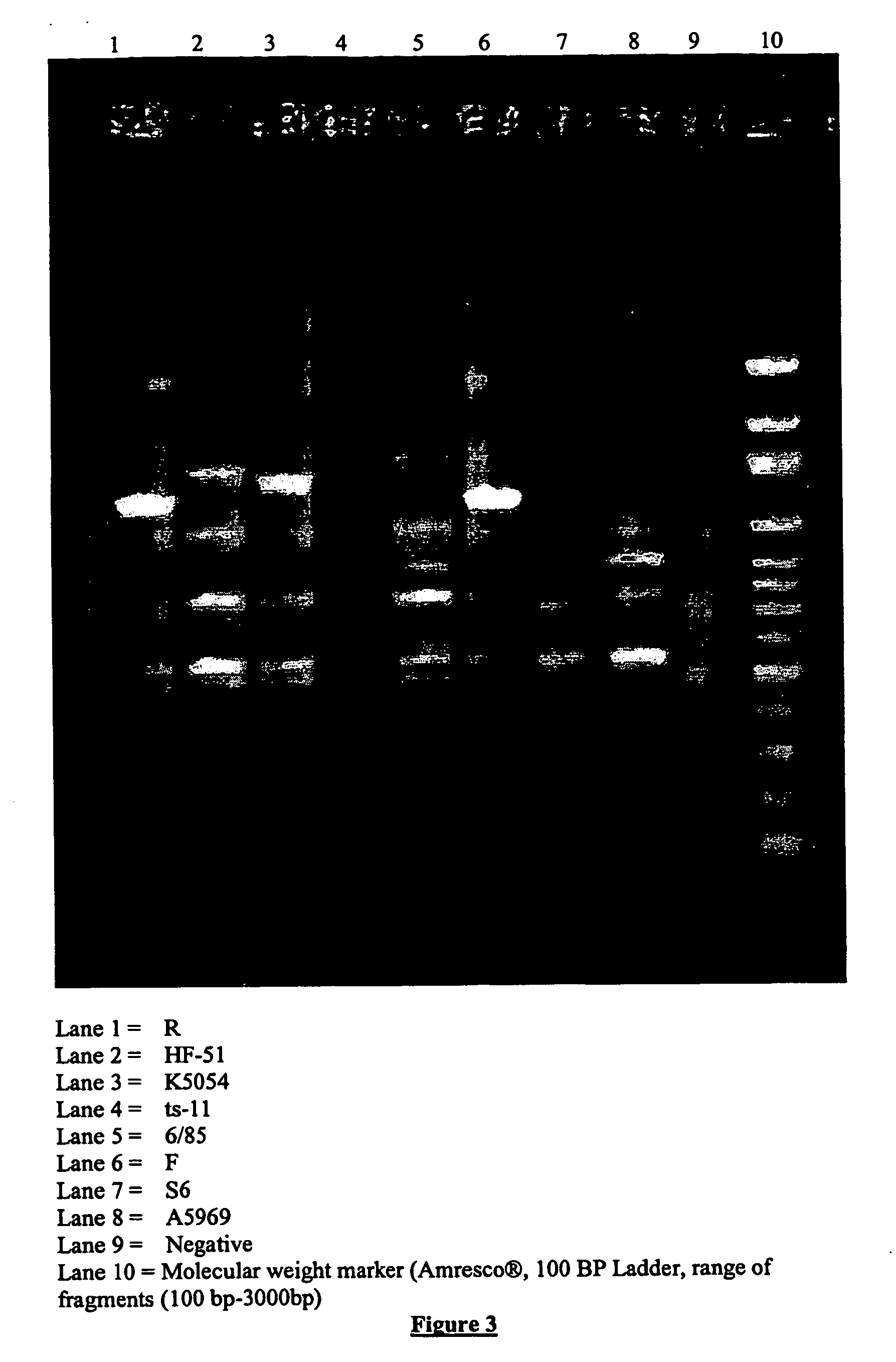 Mycoplasma gallisepticum formulation