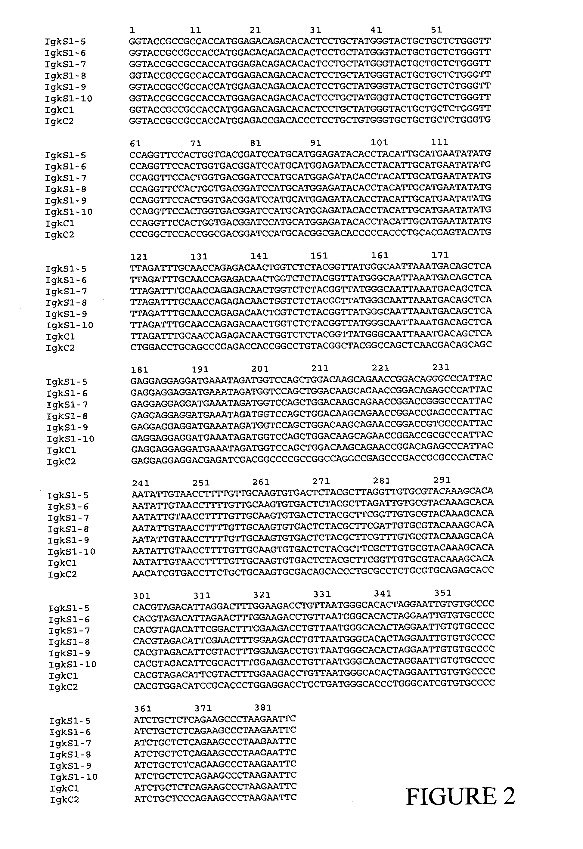 Expression system for modulating an immune response