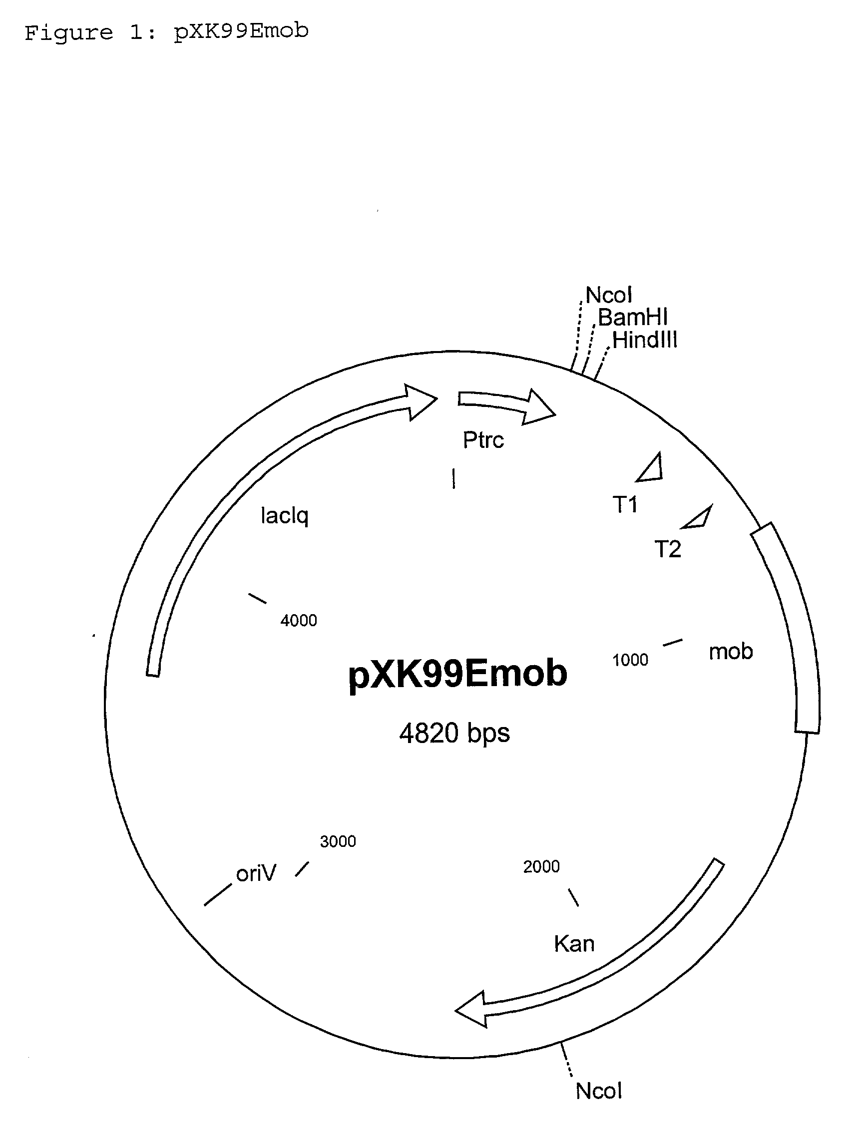 Process for the production of L-amino acids by fermentation using coryneform bacteria