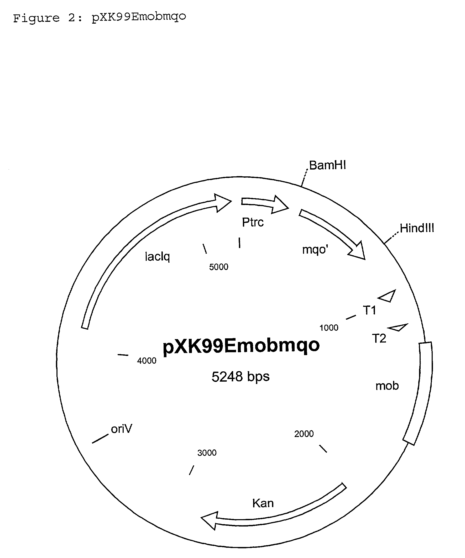 Process for the production of L-amino acids by fermentation using coryneform bacteria