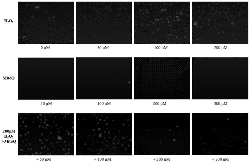 A method for evaluating oxidative stress in vivo based on detection of oxidative damage to mitochondrial DNA in peripheral blood