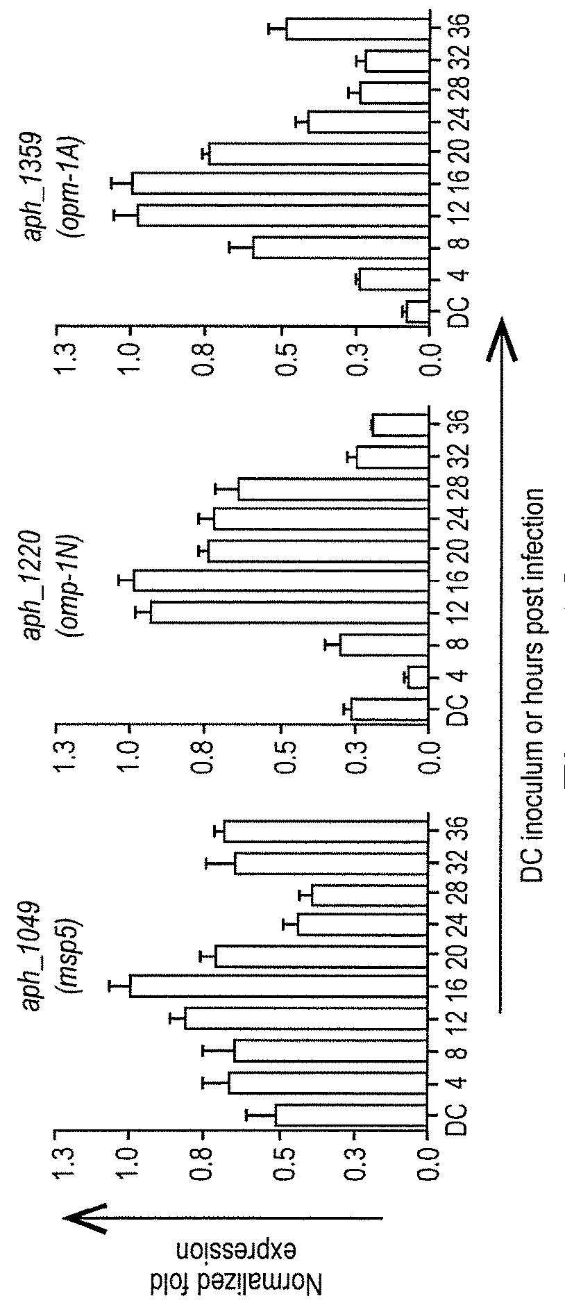 Ompa in vaccine compositions and as diagnostic targets