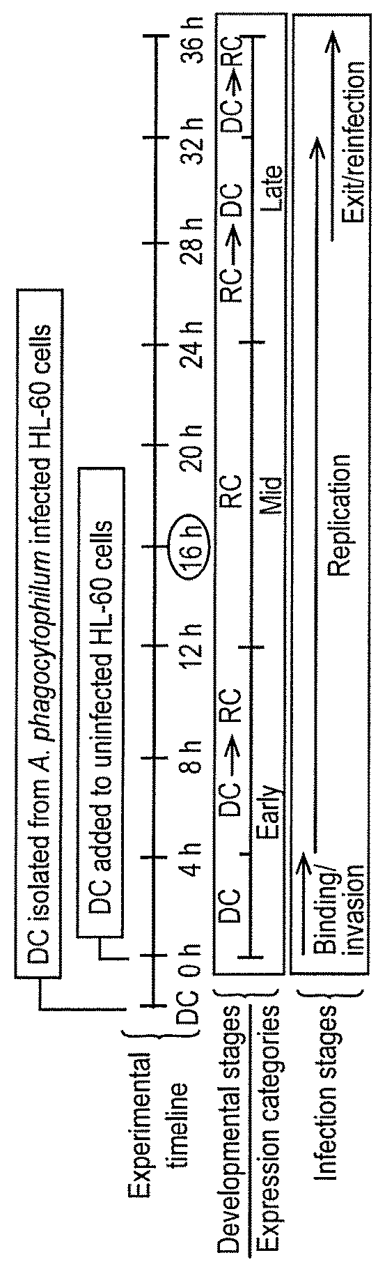 Ompa in vaccine compositions and as diagnostic targets