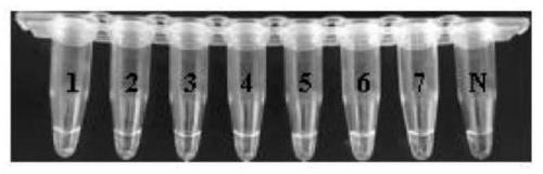 Specific LAMP primers, kit and method for detecting streptococcus uberis