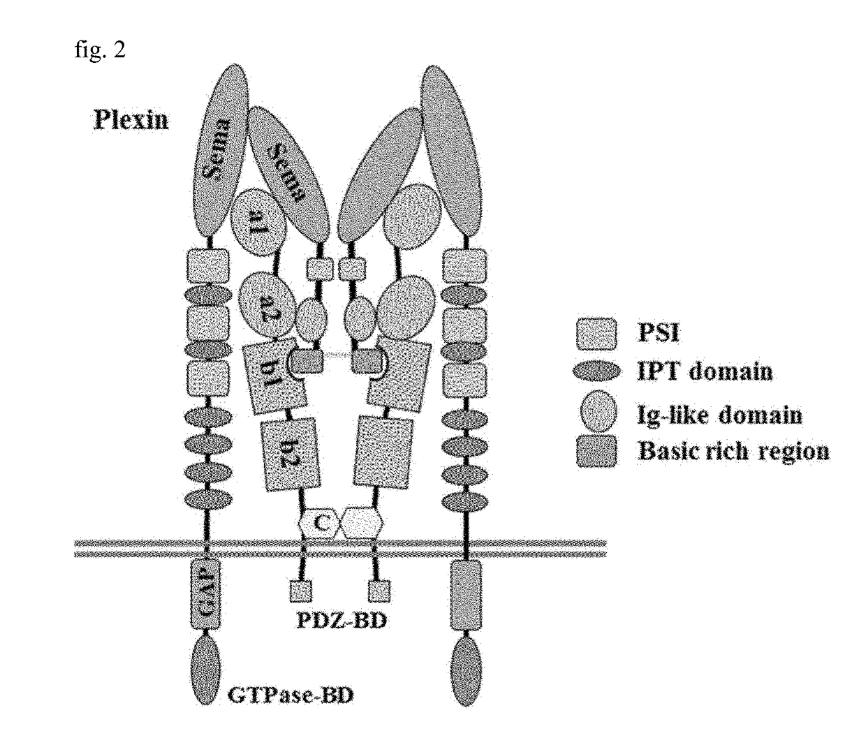 Tumor tissue-penetrating peptide specific to neuropilin and fusion protein having same peptide fused therein