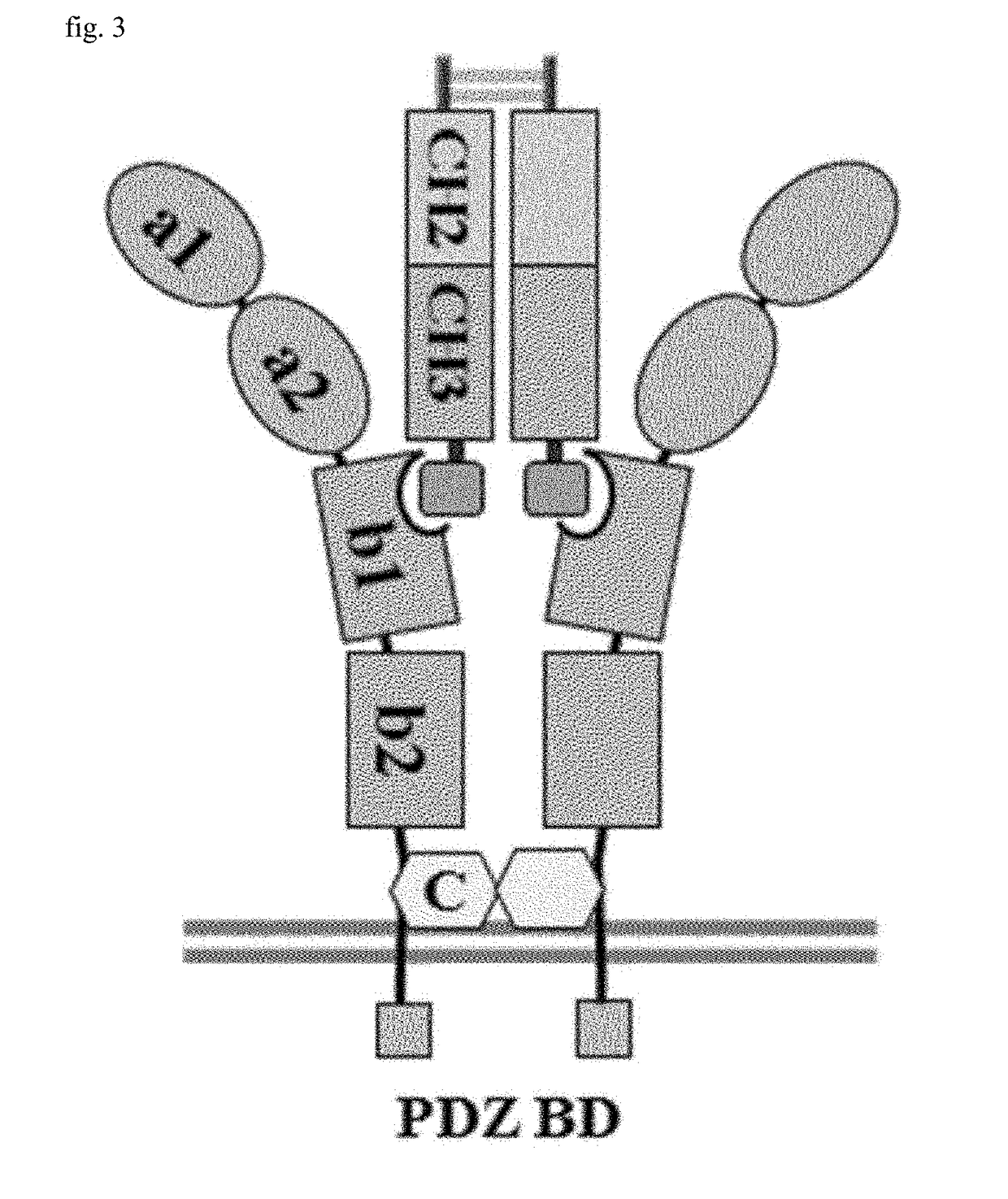 Tumor tissue-penetrating peptide specific to neuropilin and fusion protein having same peptide fused therein