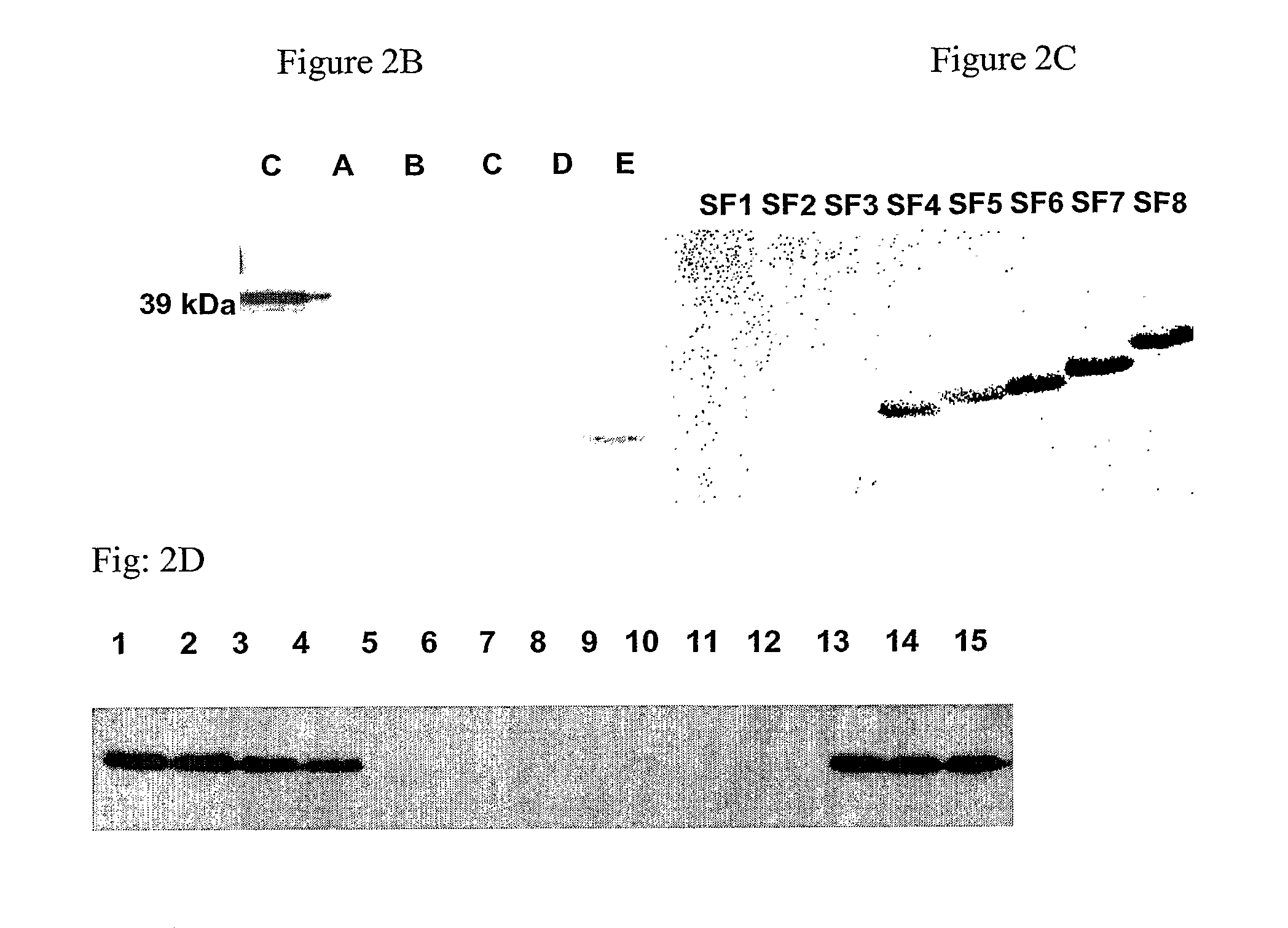 Binding protein and epitope-blocking ELISA for the universal detection of H5-subtype influenza viruses