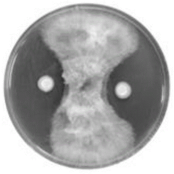 Pseudomonas chlororaphis for preventing and treating crop fusarium disease and applications thereof