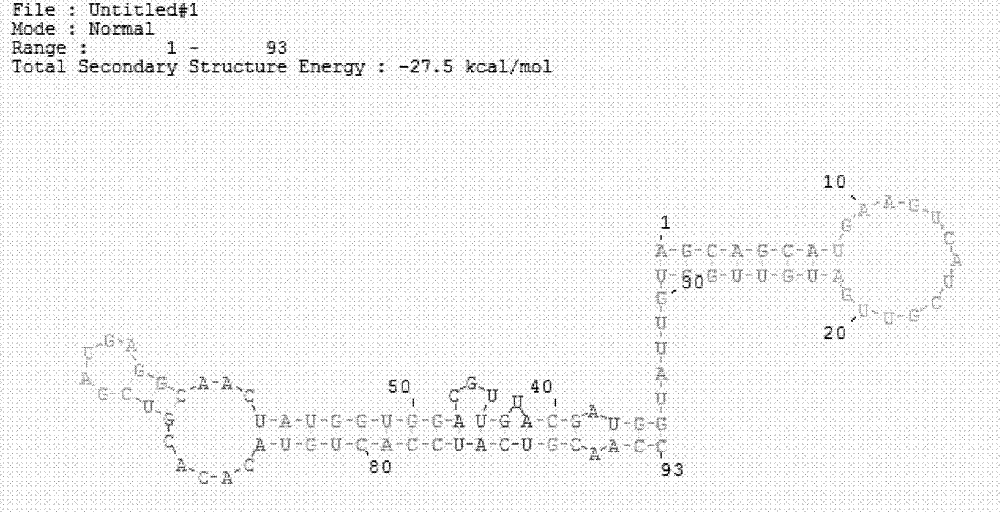 HCV Nucleic acid aptamer and application thereof in preparing HCV-cAg detection kit