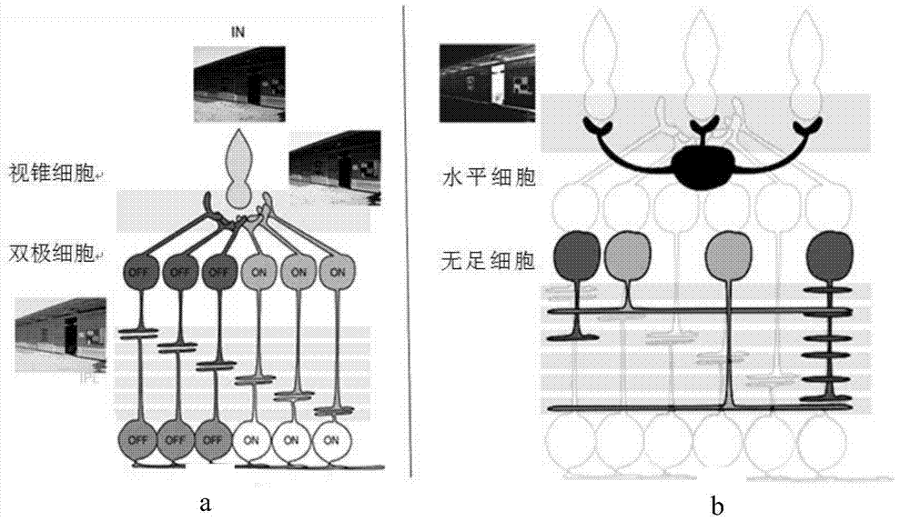 A Retina Mechanism Based Grayscale Image Enhancement Method