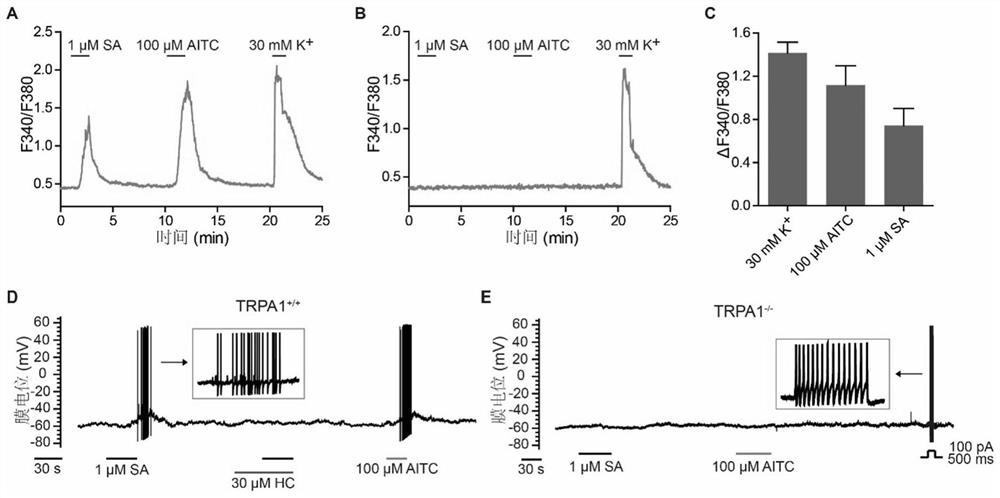 Application of sanguinarine in preparation of trpa1 channel agonist