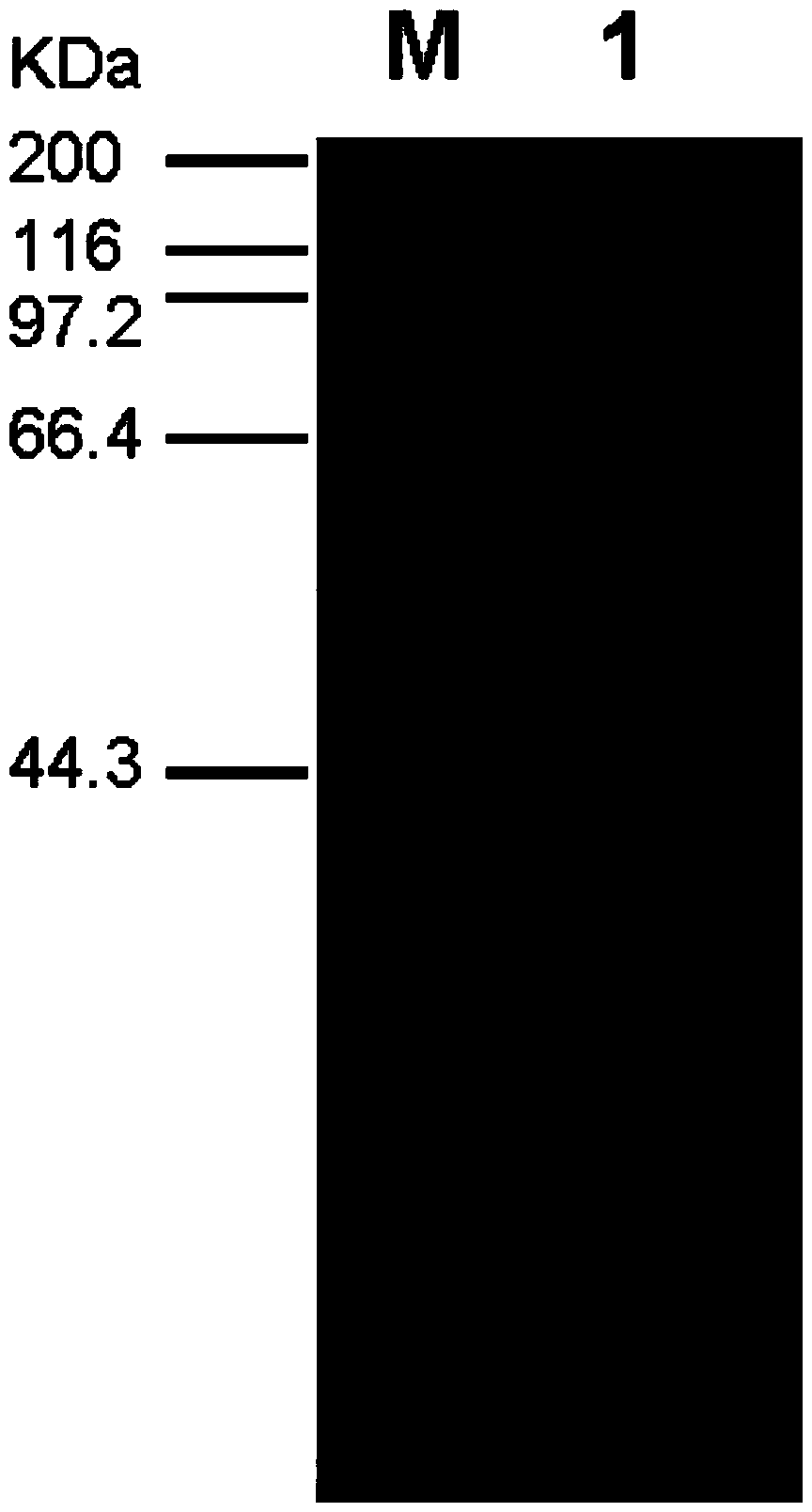 Mutant TBA-H2 of acid and high temperature resistant beta-amylase and application thereof