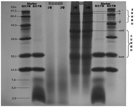 A compound probiotic peptide and its preparation method and application