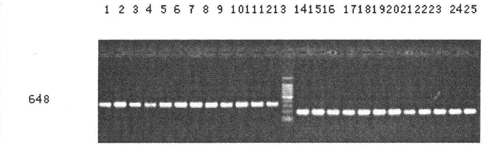 Molecular marker SIsv0204 closely linked with herbicide-resistant gene of millet