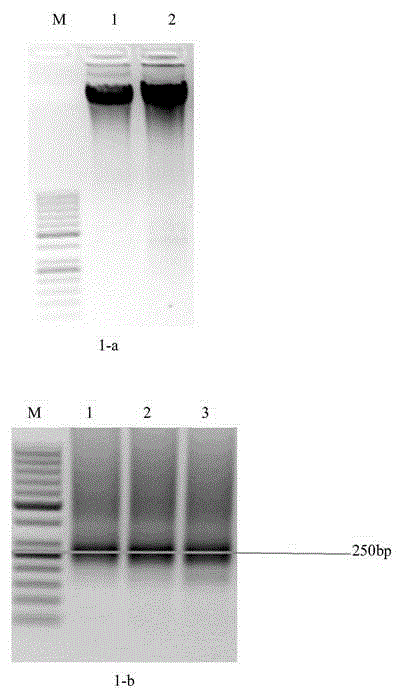 Multiple PCR primers and method for constructing leukemia minimal residual disease BCR library based on high-flux sequencing