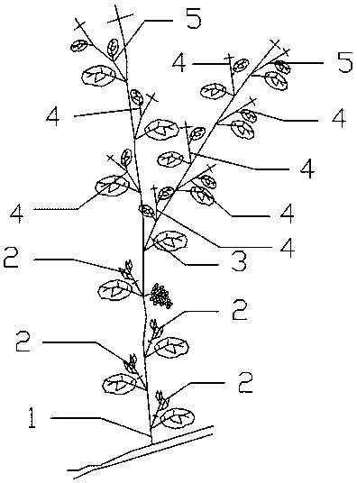 Summer pruning method of grapes