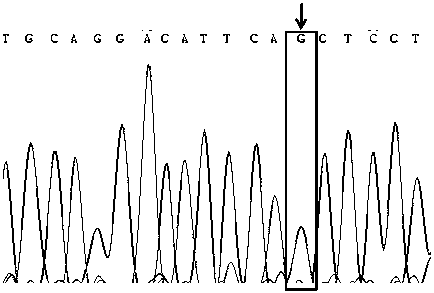 A SNP marker associated with low dissolved oxygen tolerance of Litopenaeus vannamei and its screening and application